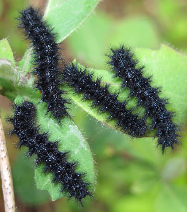 orugas negras, Euphydryas aurinia