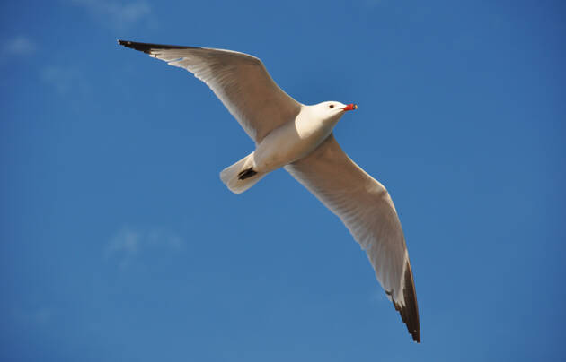 gaviota, castellón