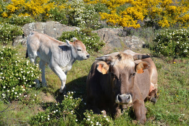 vaca, ternero, Antonio Cruz