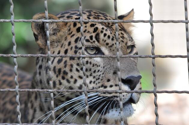 Leopardo