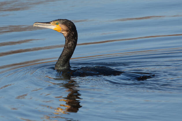 cormorán, Banyoles