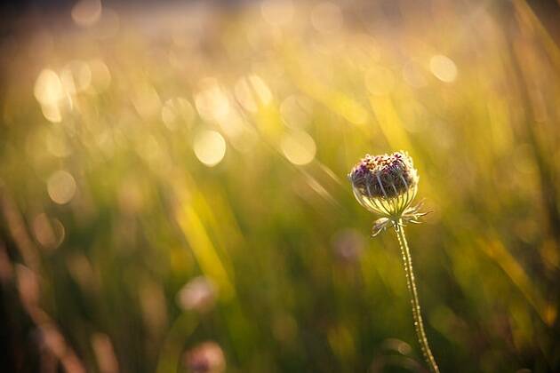 flor, verano