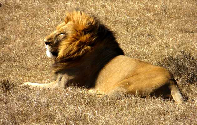 león, leones