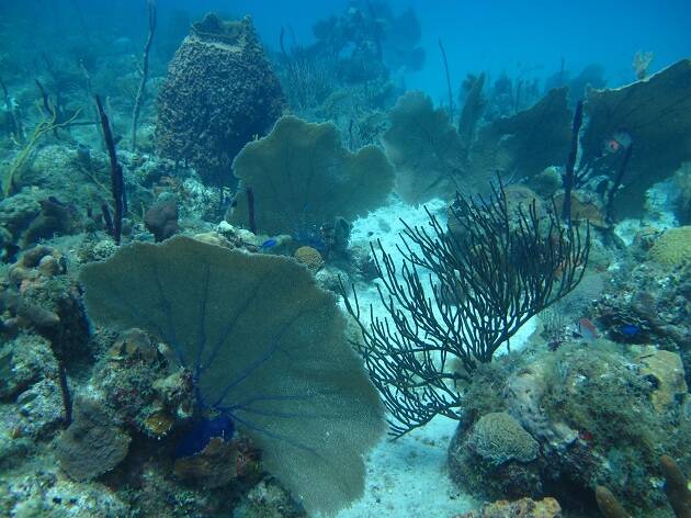 Fondo arrecife coralino Caribe Antonio Cruz