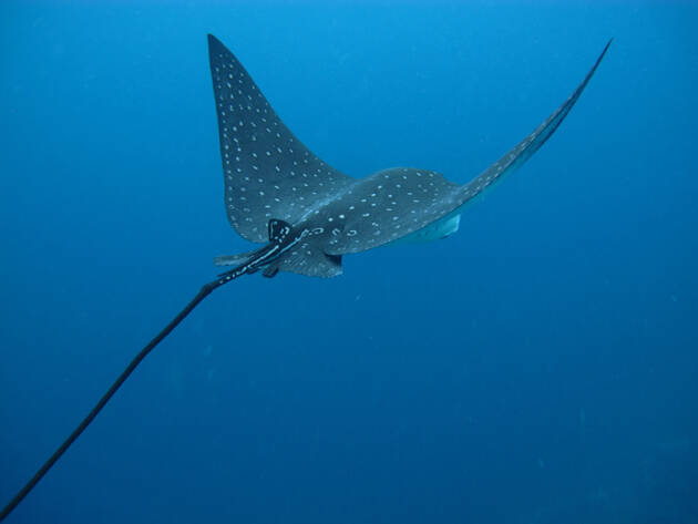 rayas de mar, águilas de mar