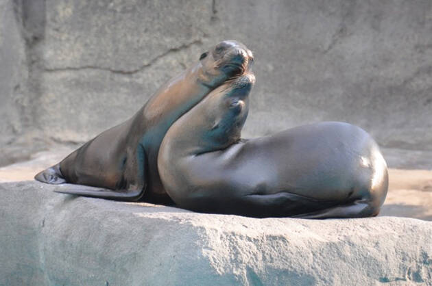 foca, barcelona, antonio cruz, zoé