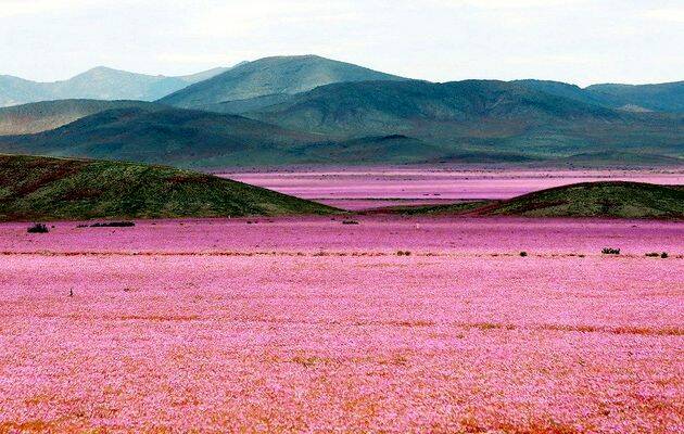 desierto Atacama, desierto florecido