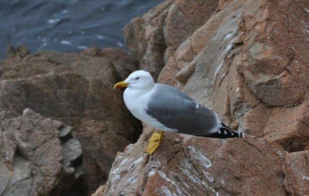 gaviota argéntea, costa brava, foto