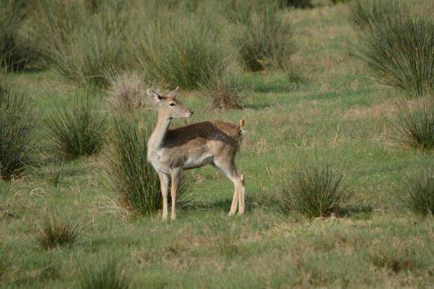 gamo, empordà, foto