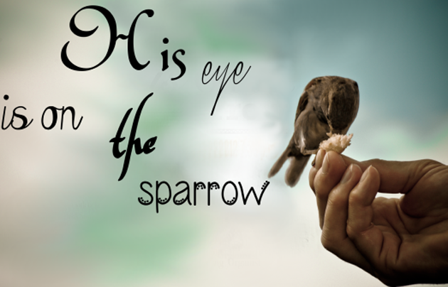 eye, on, sparrow, song