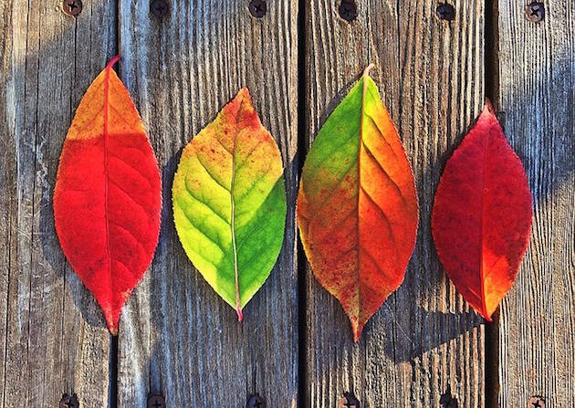 hojas de otoño