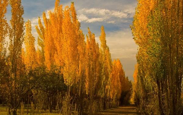 Bosque álamos naturaleza