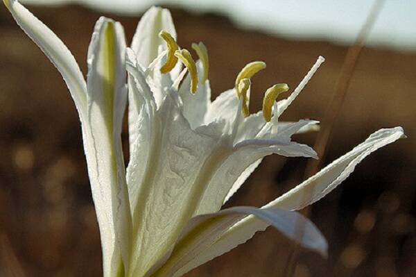 lirio naturaleza flor