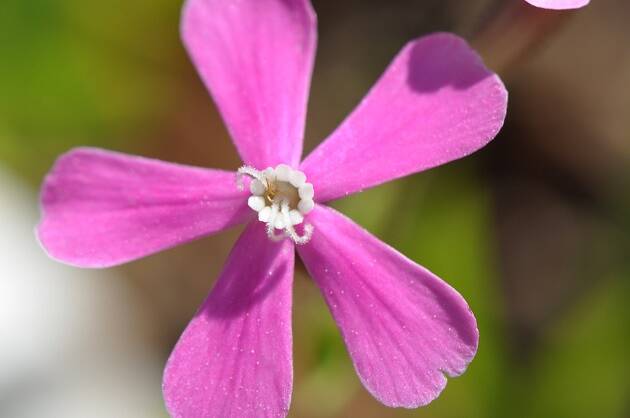 antonio cruz, flor