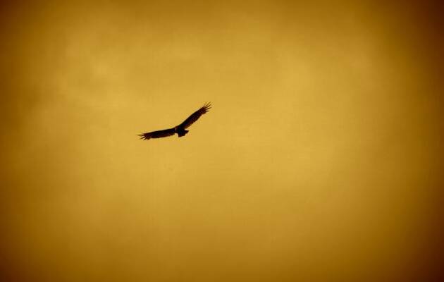 vuelo ave, vuelo atardecer