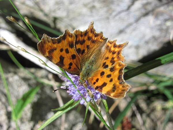 animales insectos mariposa fauna ciencia