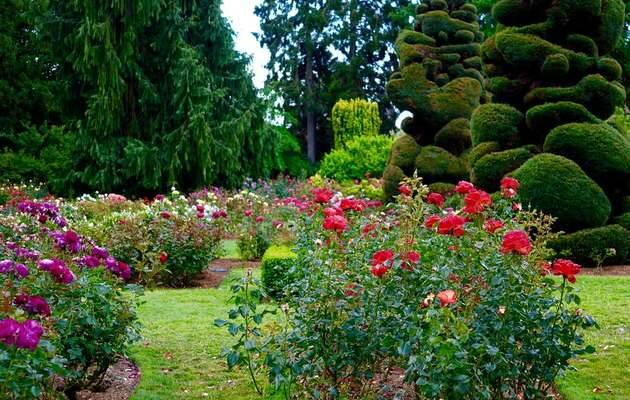 jardín, flores