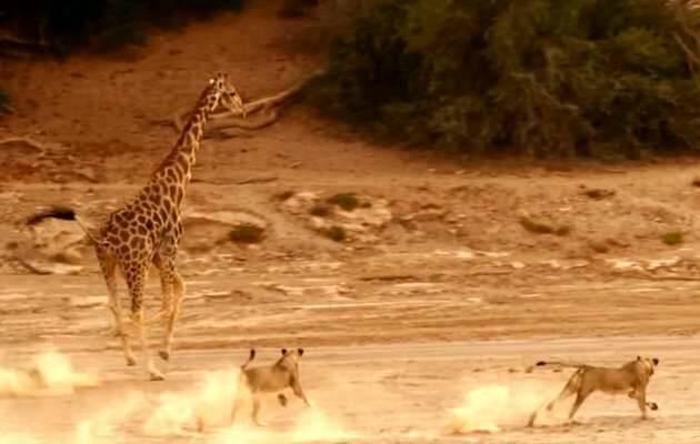 jirafa leones, Planeta Tierra BBC