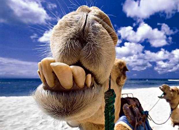 camello riendo, humor camello