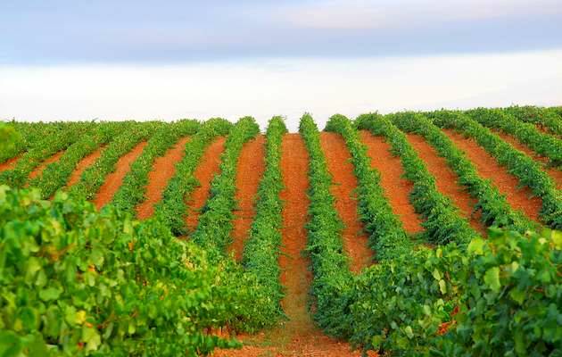 viñas campo, viñedo