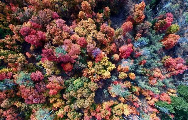 bosque otoño, bosque cenital