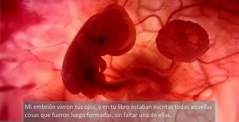 Embrión humano en el seno materno
