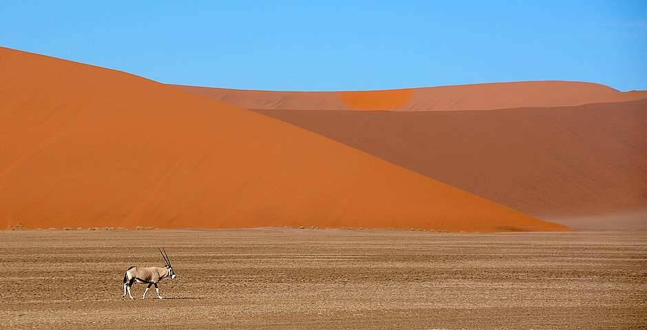 animal en el desierto