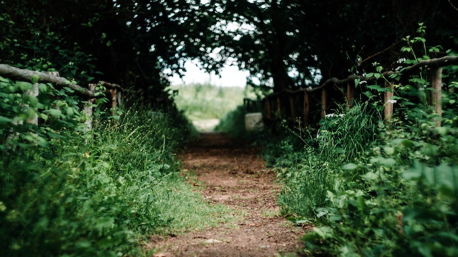 camino, corazón