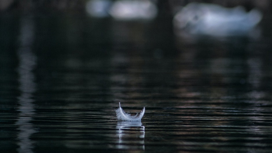 pluma, silencio, lago