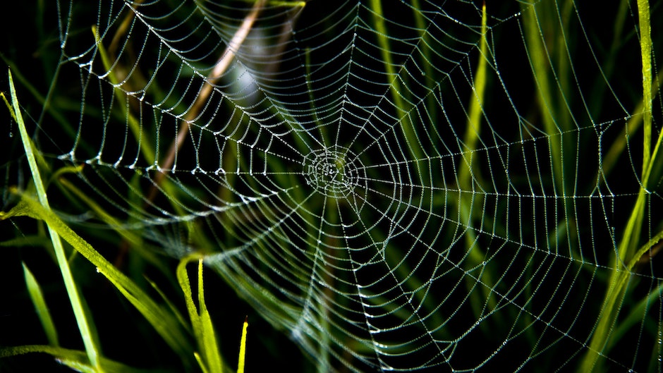 telaraña