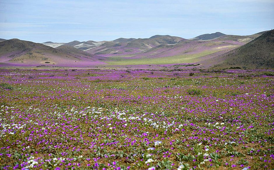 flores desierto