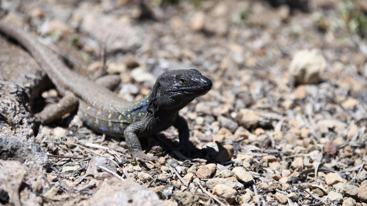 lagarto tizon canarias