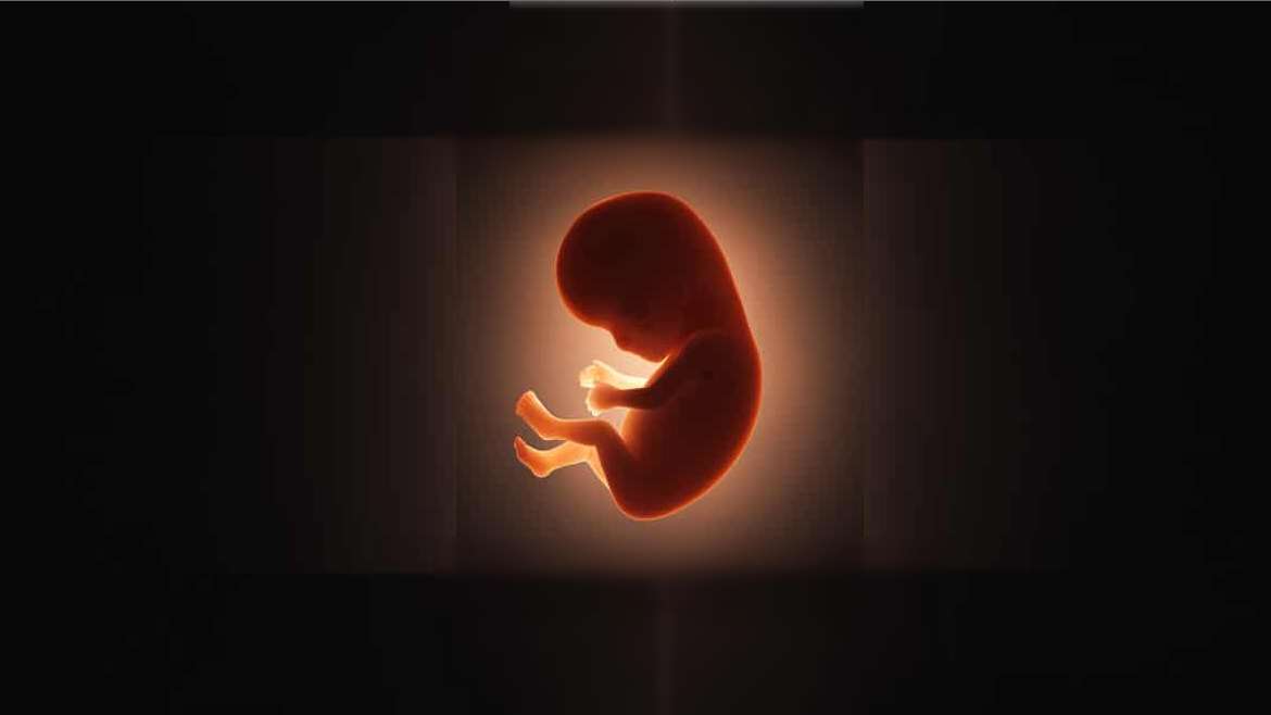 embrión embarazo, feto