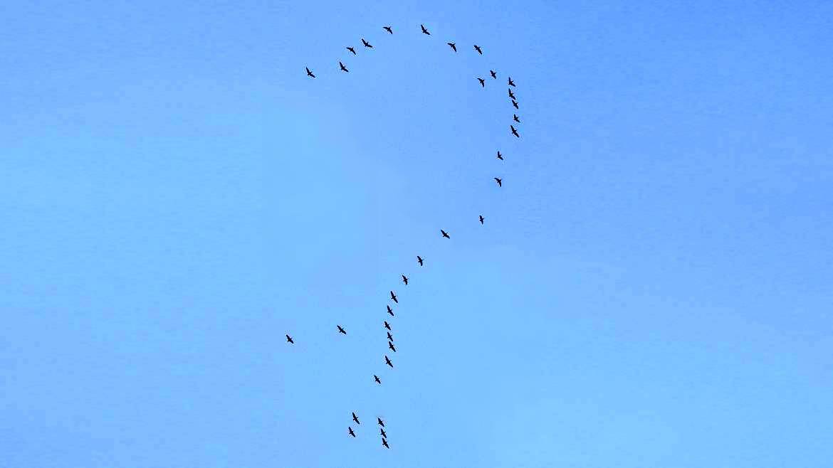 aves pregunta, pájaros interrogación