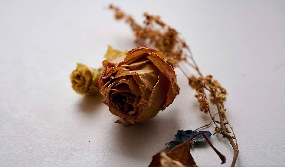 rosa marchita, glor seca