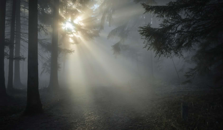 bosque bruma