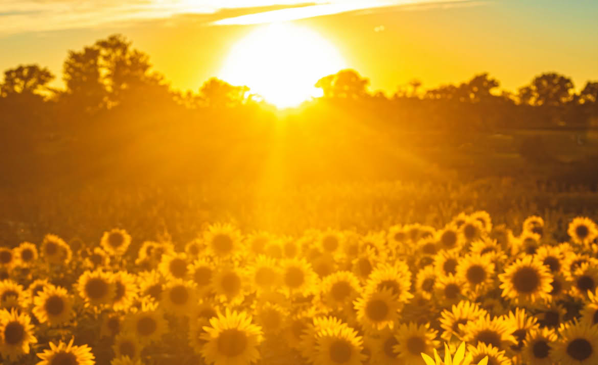 amanecer atardecer, girasoles